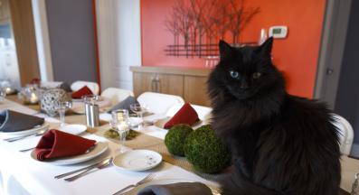 котка на маса с хора