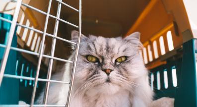 котка в транспортна чанта