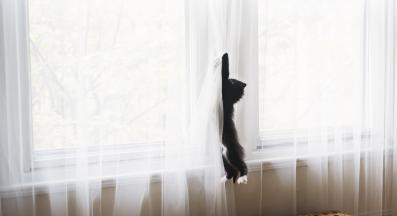 енергична котка