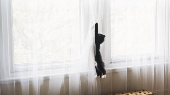 4 начина да се справим с много активна котка