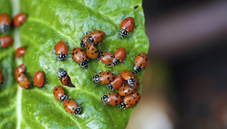 калинка -  Агро Телеграф: Калинки ядат вредители по растенията