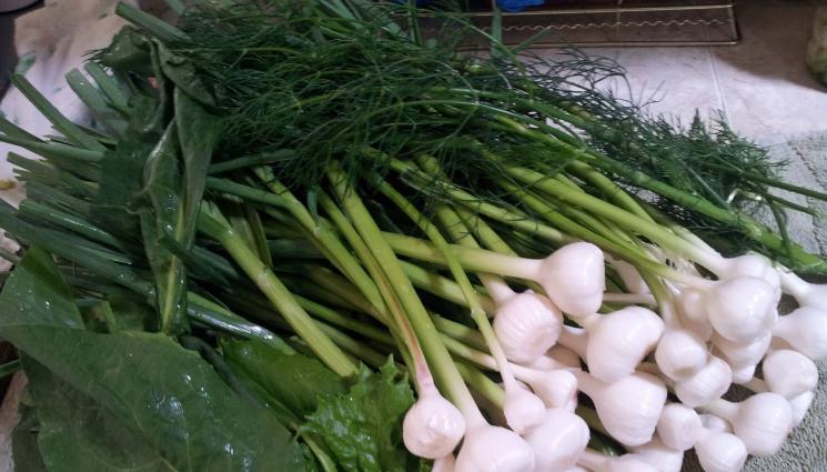 чесън - Агро Телеграф: Пръскаме чесъна с метличка със зелева чорба