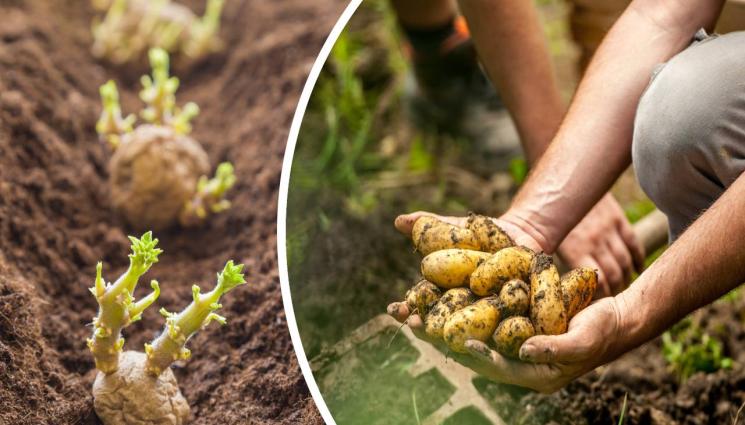 картофи - Агро Телеграф: Картофите обичат температури до 27°C