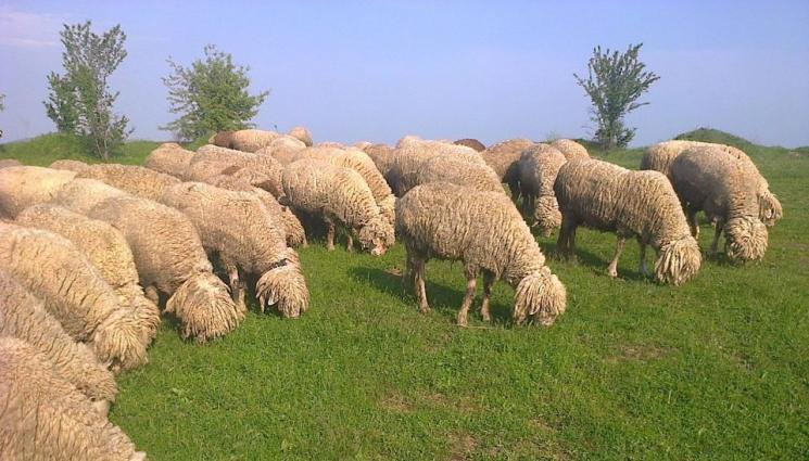 Бяла маришка овца - Агро Телеграф: Маришката овца е нарисувана в Света София