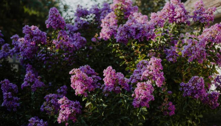 люляк - Агро Телеграф: Люлякът иска светлина