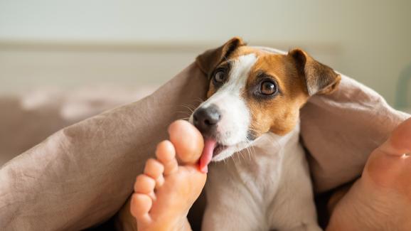 Защо кучето обича да дремва между краката ви
