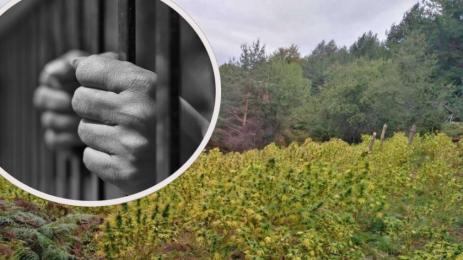 наркоплантация зандан