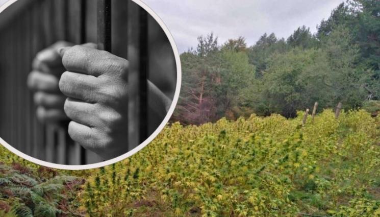 наркоплантация зандан - Разбиха наркоплантация край Хасково