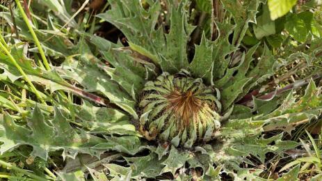 Билка Решетка