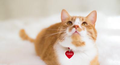 котка у дома