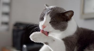 котка и почистване на козината