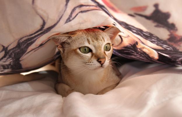 котка в леглото