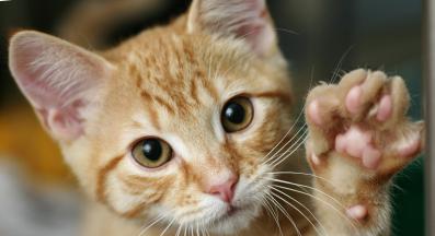 котка у дома