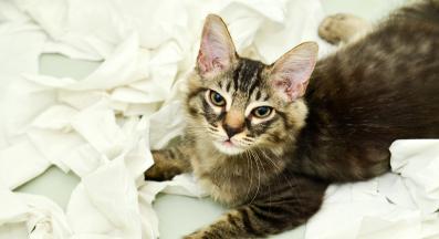 котка и хартия