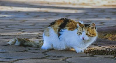 бездомни котки