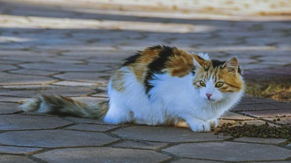 Кампания на фондация ЧЕТИРИ ЛАПИ за кастриране на бездомни котки, март 2022г