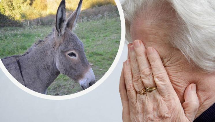 a - БЛАГОРОДНО! Спецекип спаси магарицата Роска, паднала в шахта (СНИМКА)