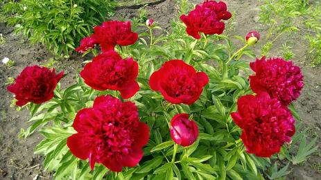 цветя божури