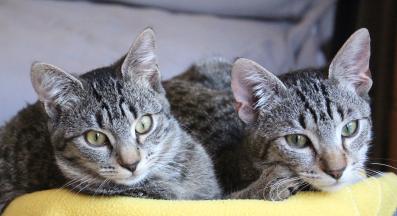 котки заедно