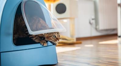 коте и котешка тоалетна