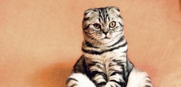 Защо някои котки седят като човек