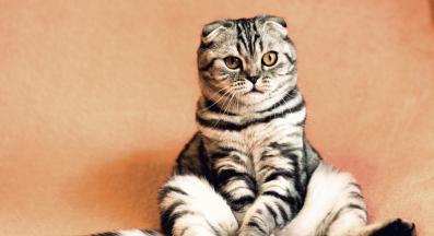 котка седи като човек