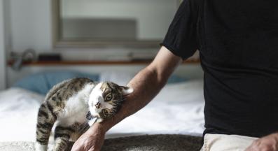 погалване на котка по главата