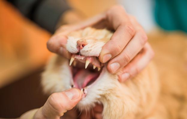преглед на зъбите на котка