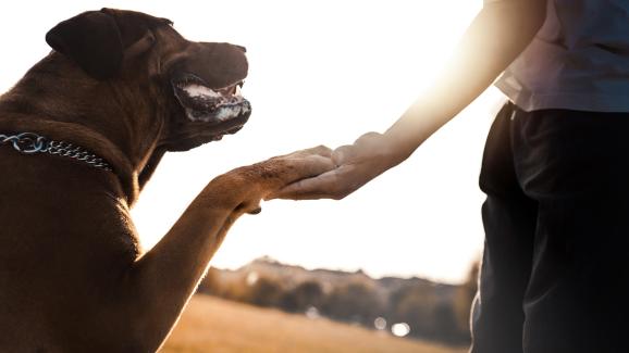 6 знака, че кучето ви има пълно доверие