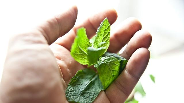 Диетолог посочи скритите свойства на ментата