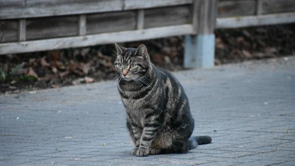 Колко за бездомните котки в София? Старт на инициатива по преброяване на ЧЕТИРИ ЛАПИ и Столична община
