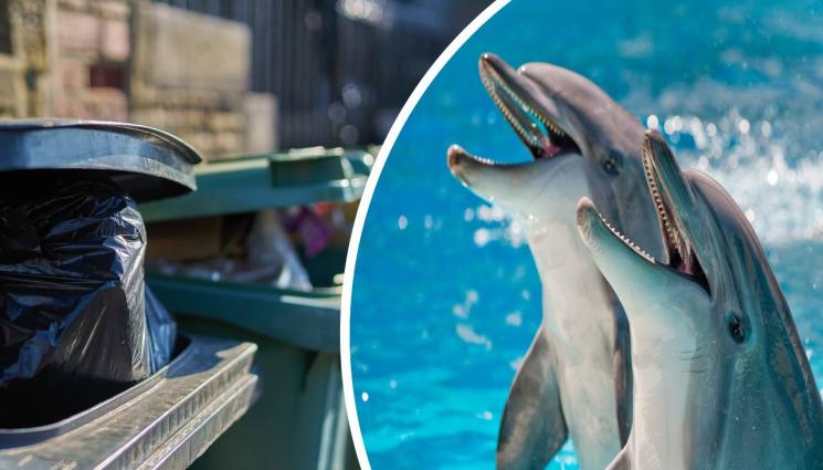 делфин контейнер - ЗЛОВЕЩА НАХОДКА: Откриха разфасовани делфини в контейнер в Бургас