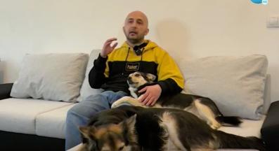 бездомни кучета