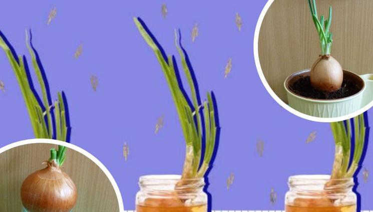 лук - ЗЛАТНО ВРЕМЕ: Ето как да си отгледате зелен лук на перваза у дома