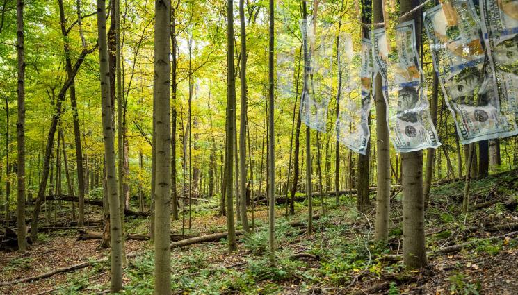 гори - ЕКСКЛУЗИВНО: Точат по 100 милиона на година от горите