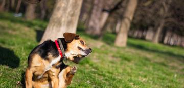 7 места, където редовно да проверявате кучето си за кърлежи