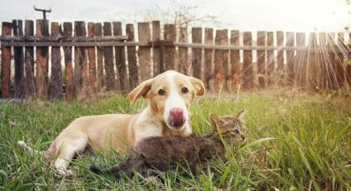 куче и котка