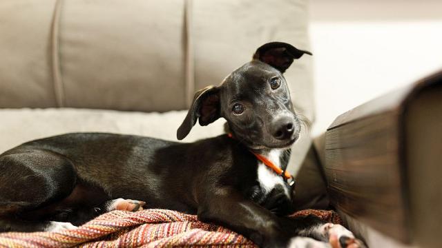 Необикновено признание: Жена се влюбила в съпруга си, защото пеел на кучетата  