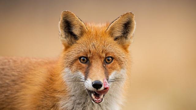 Лисица влезе в спалнята на семейство в хърватско село