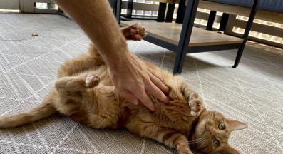 котка по гръб