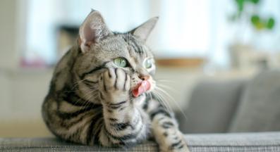 домашна котка