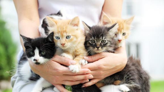 Могат ли котките от едно котило да имат различни бащи