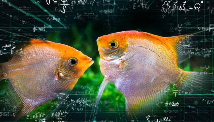 риби - НЕВЕРОЯТНО, НО ФАКТ: Риби решават задачи