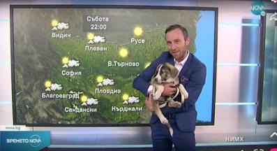 бездомно куче