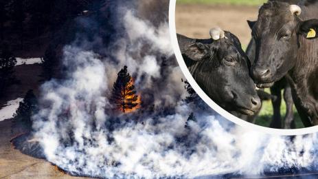 пожар огън животни