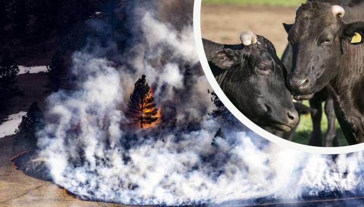 пожар огън животни - ОГНЕН АД: Пожар погуби цяло стадо край сливенско село