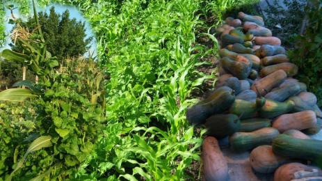 царевица тиква боб