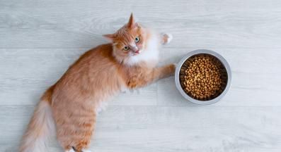 котка и храна