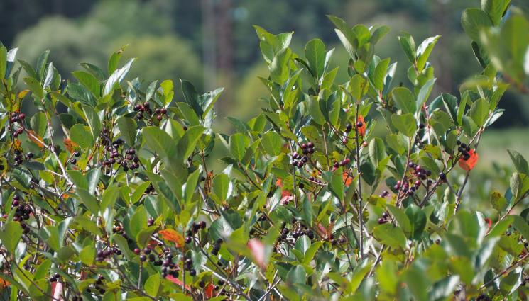 касис - Агро Телеграф: Касисът започва да цъфти в средата на април.  Храстът се самоопрашва, през май подхранваме с азотни елементи