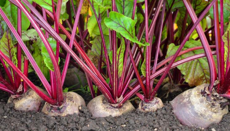 цвекло - Агро Телеграф: Топ 10 на полезните храни! Засейте цвеклото през влажния април. Семената покълват при 5-6 градуса, гледа се лесно